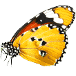 https://tonklapet.com/wp-content/uploads/2019/08/butterfly.png